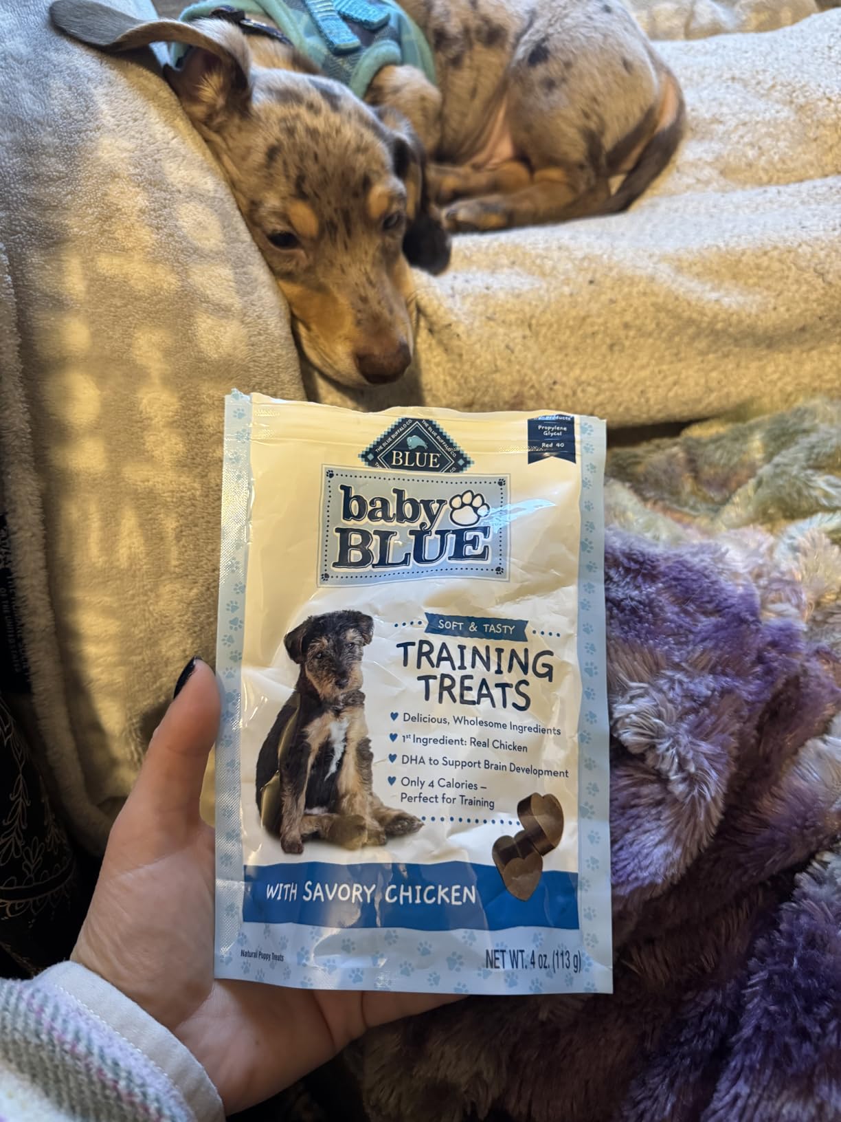 Blue Buffalo Baby Blue Training Treats Natural Puppy Soft Dog Treats, Savory Chicken 4-oz Bag customer photo 2