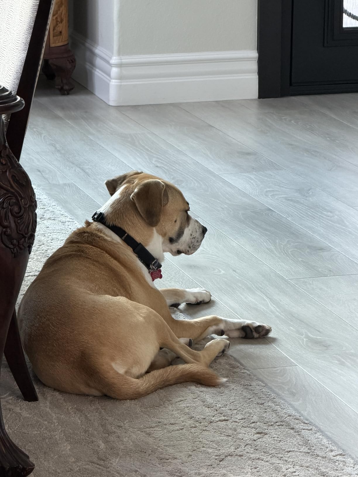 Furbo 360 Degree Dog Camera [Subscription Required] Unlock w/Paid Plan: Home Security & Dog Safety Alerts, Rotating Pet Treat Toss, 2-Way Speaker (Low Risk, 3mo Min. Cancel Anytime) customer photo 1