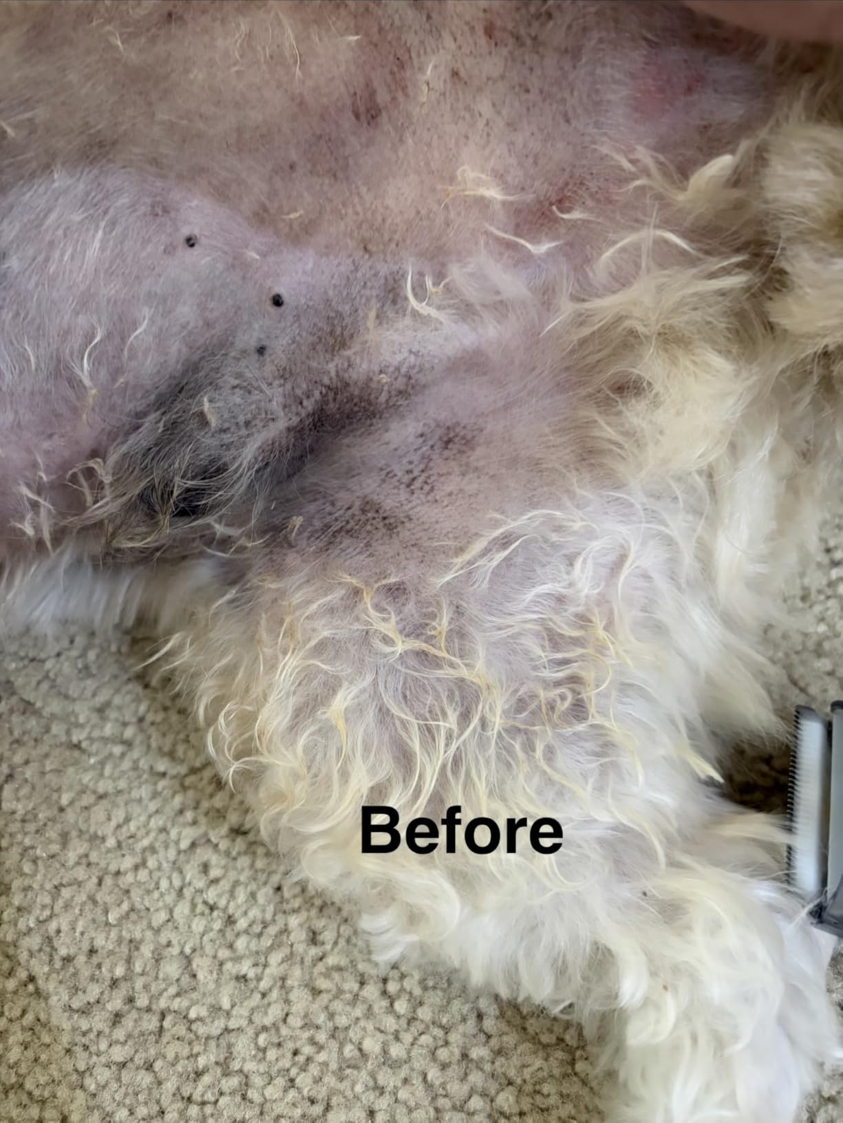 oneisall Dog Grooming Vacuum, Pet Grooming Vacuum with Clipper Nail Grinder, 1.5L Dust Cup Dog Deshedding Vacuum Brush with 7 Pet Grooming Tools customer photo 1
