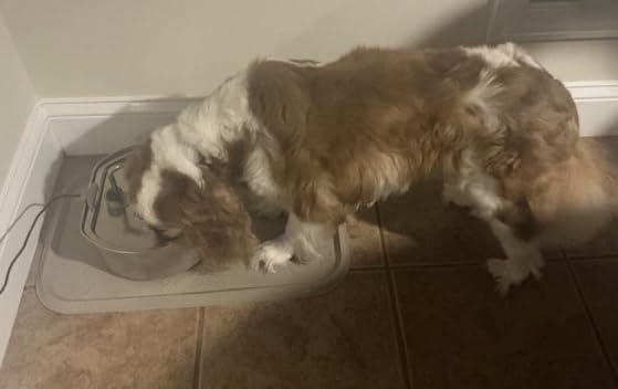 Cat Water Fountain Stainless Steel: 109oz/3.2L Cat Fountain for Drinking - Automatic Dog Watering Dispenser Bowl with Water Level Window customer photo 2