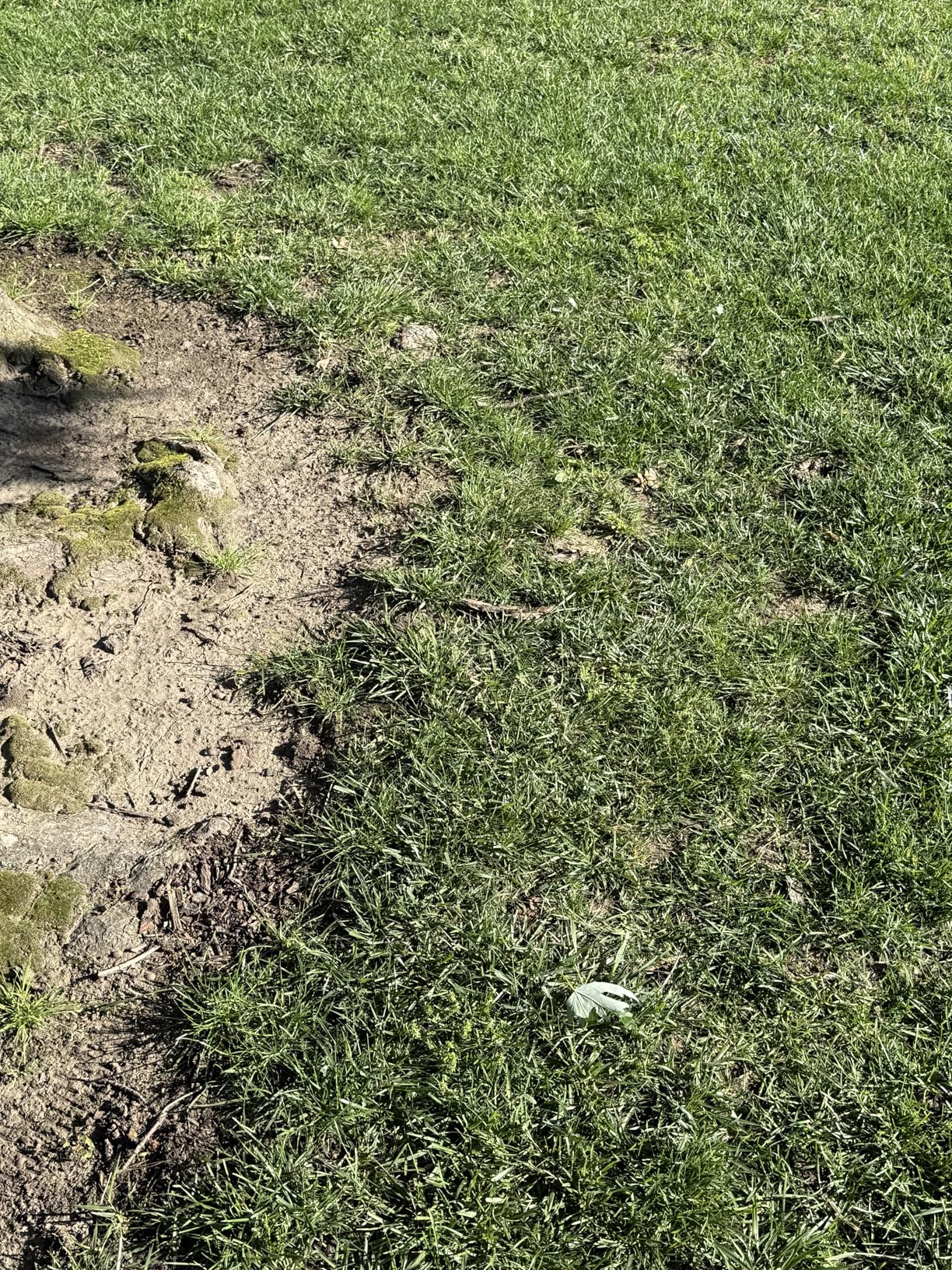 eufy Robot Lawn Mower E15, Auto Mapping, Pure Vision Navigation, Wire Free RTK Free, Multi-Zone Management, AI 3D Obstacle Avoidance, GPS Anti-Theft, 0.2 Acres, 18 Degree Slope customer photo 2