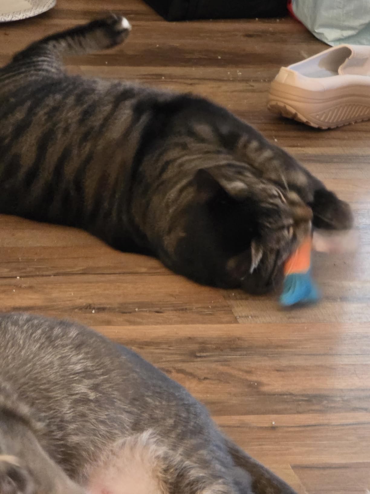 PetBusy Cat Toys with 5000mg Natural Catnip & Silvervine, Interactive Soft Chew Kicker Cat Toys for Indoor Cats & Kittens customer photo 2