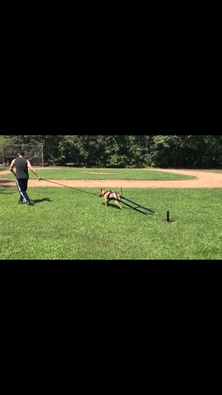 Bluedot Trading Power Running Training Speed Weight Sled Push, Pull, and Drag for Athletic Exercise and Speed Improvement, Strength & Conditioning, and Cross-Training customer photo 1