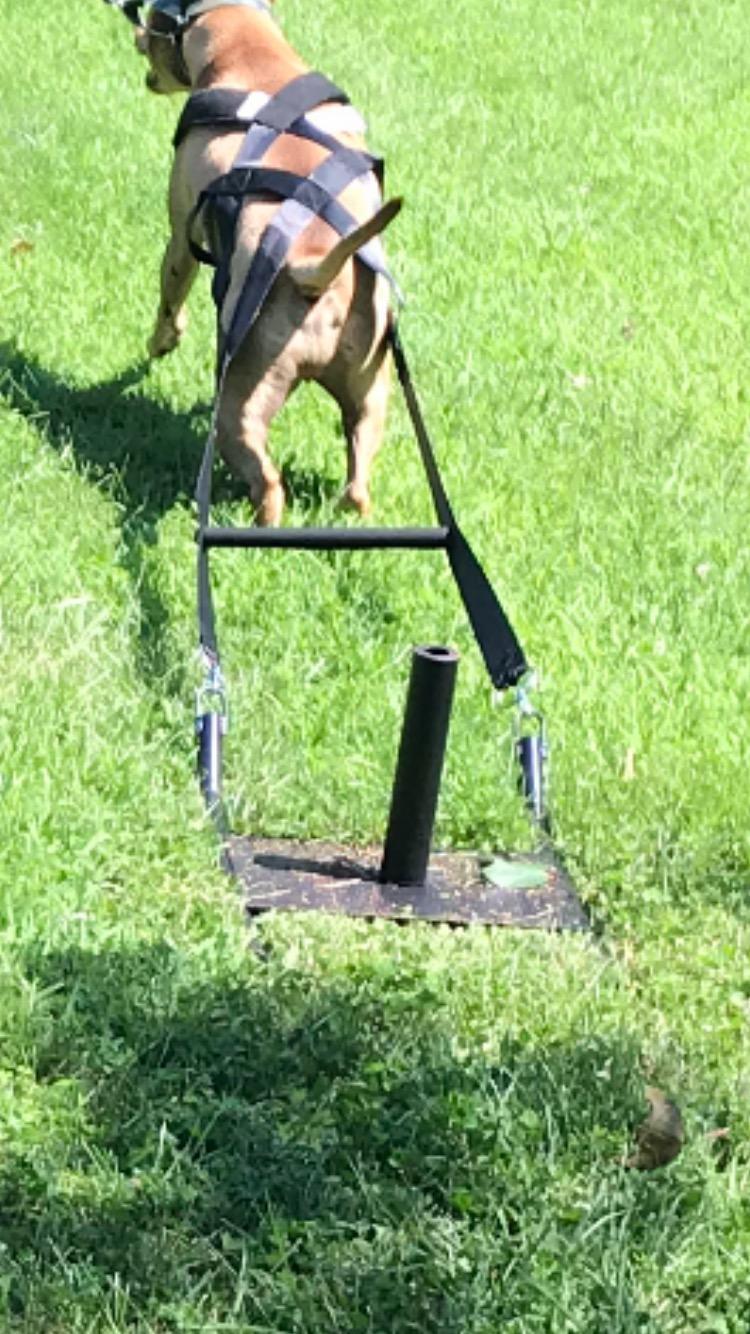 Bluedot Trading Power Running Training Speed Weight Sled Push, Pull, and Drag for Athletic Exercise and Speed Improvement, Strength & Conditioning, and Cross-Training customer photo 2