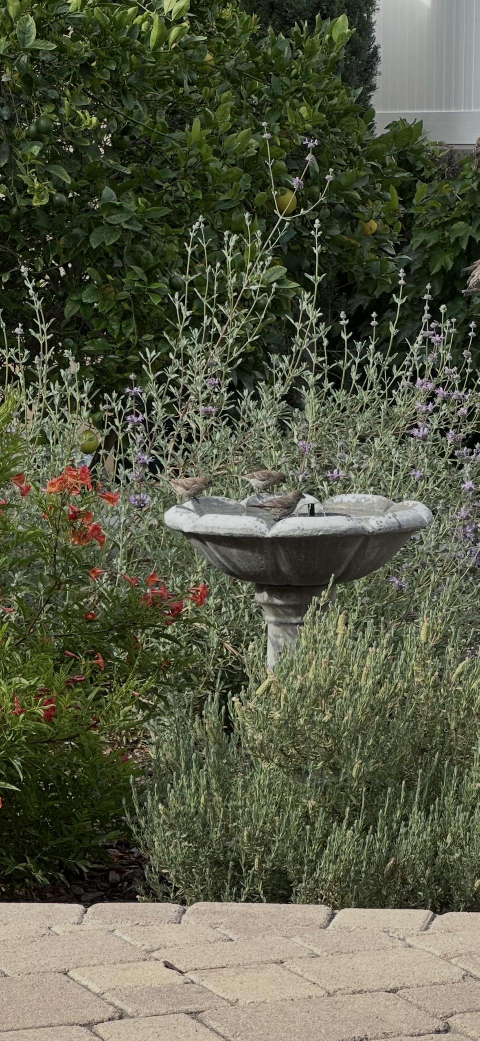 Solar Fountain Water Pump for Bird Bath, Floating Solar Powered Water Fountain Pump for Bird Bath, Garden, Pond, Pool, Outdoor (1.4W) customer photo 1