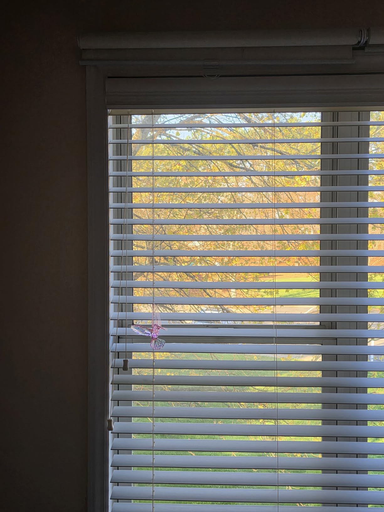 AOSKY Blackout Cordless Roller Shade for Indoor Windows, 23