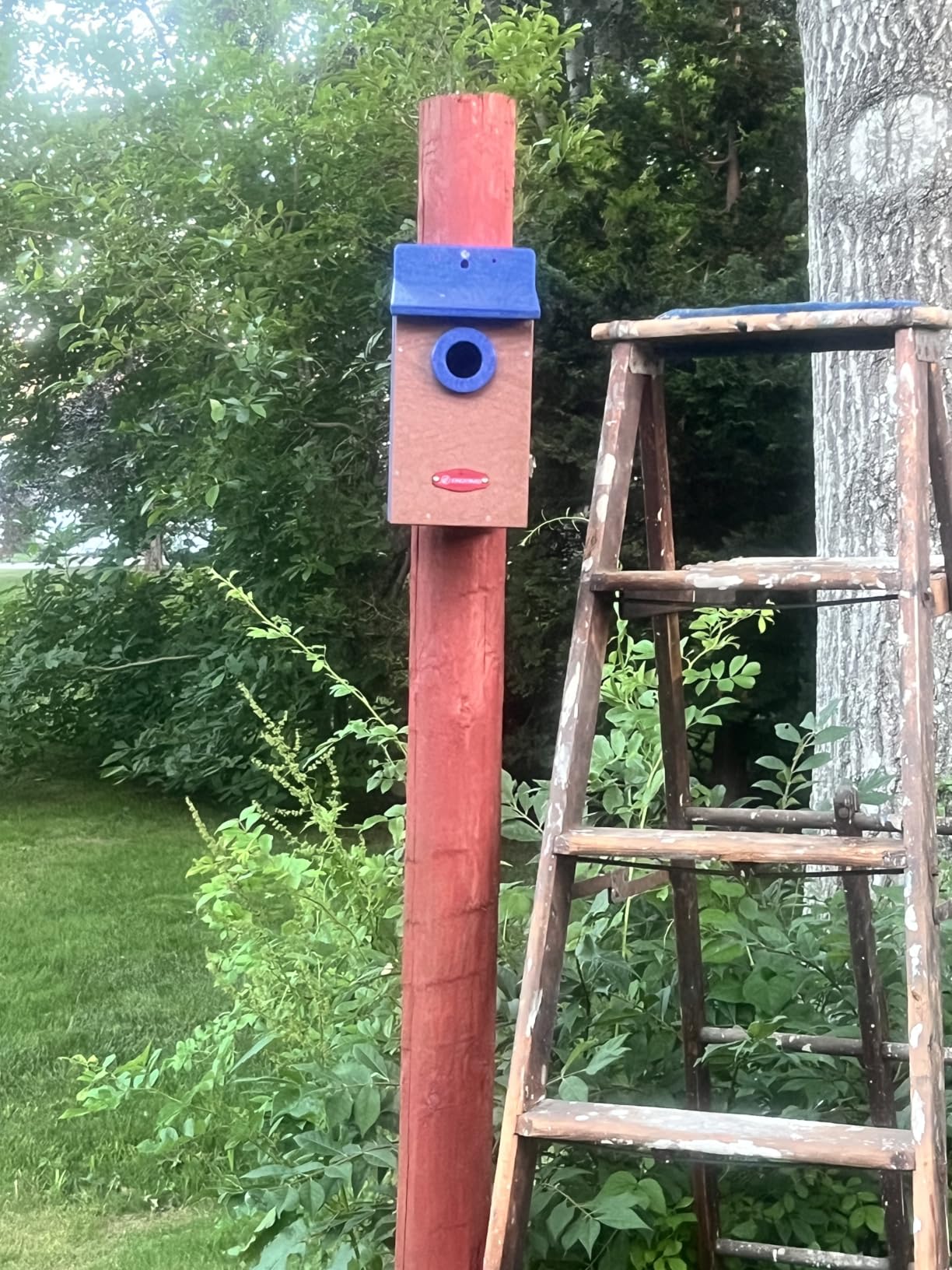 Kingyard Bluebird House, Outdoor Bird House with Predator Guard | Recycled poly lumber nesting box with a 1.5-inch entrance hole, clear viewing panel, bottom ventilation holes customer photo 2