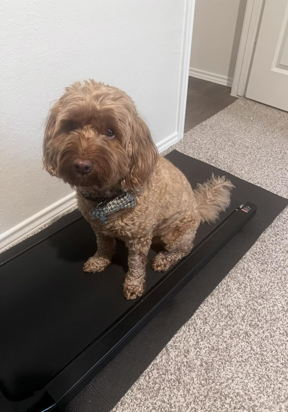 Stepwaver Walking Pad Mat, Treadmill Mat for Carpet & Hardwood Floors | High Density, 1/4 Thickness, Foldable, Floor Protection for Bike, Elliptical, Treadmill, Walking Pad customer photo 2