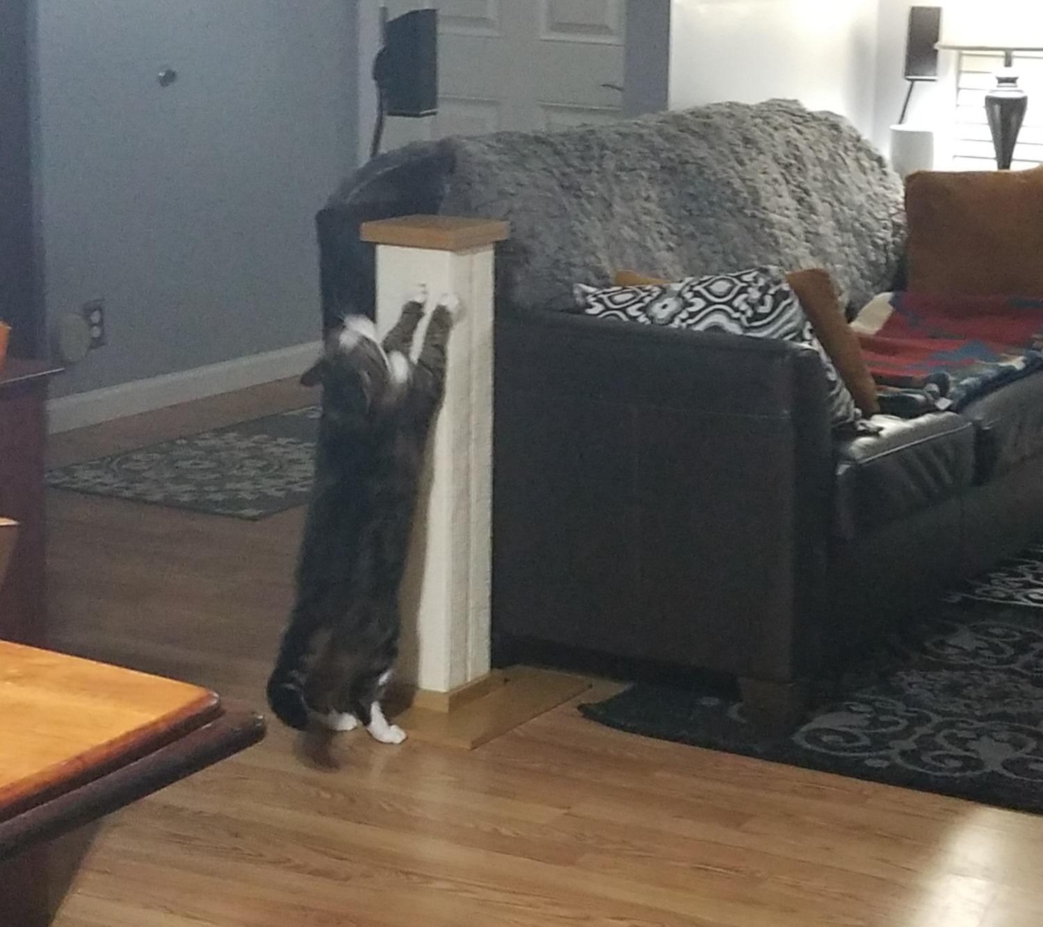 SmartCat Pioneer Pet Ultimate Scratching Post (Beige) customer photo 2