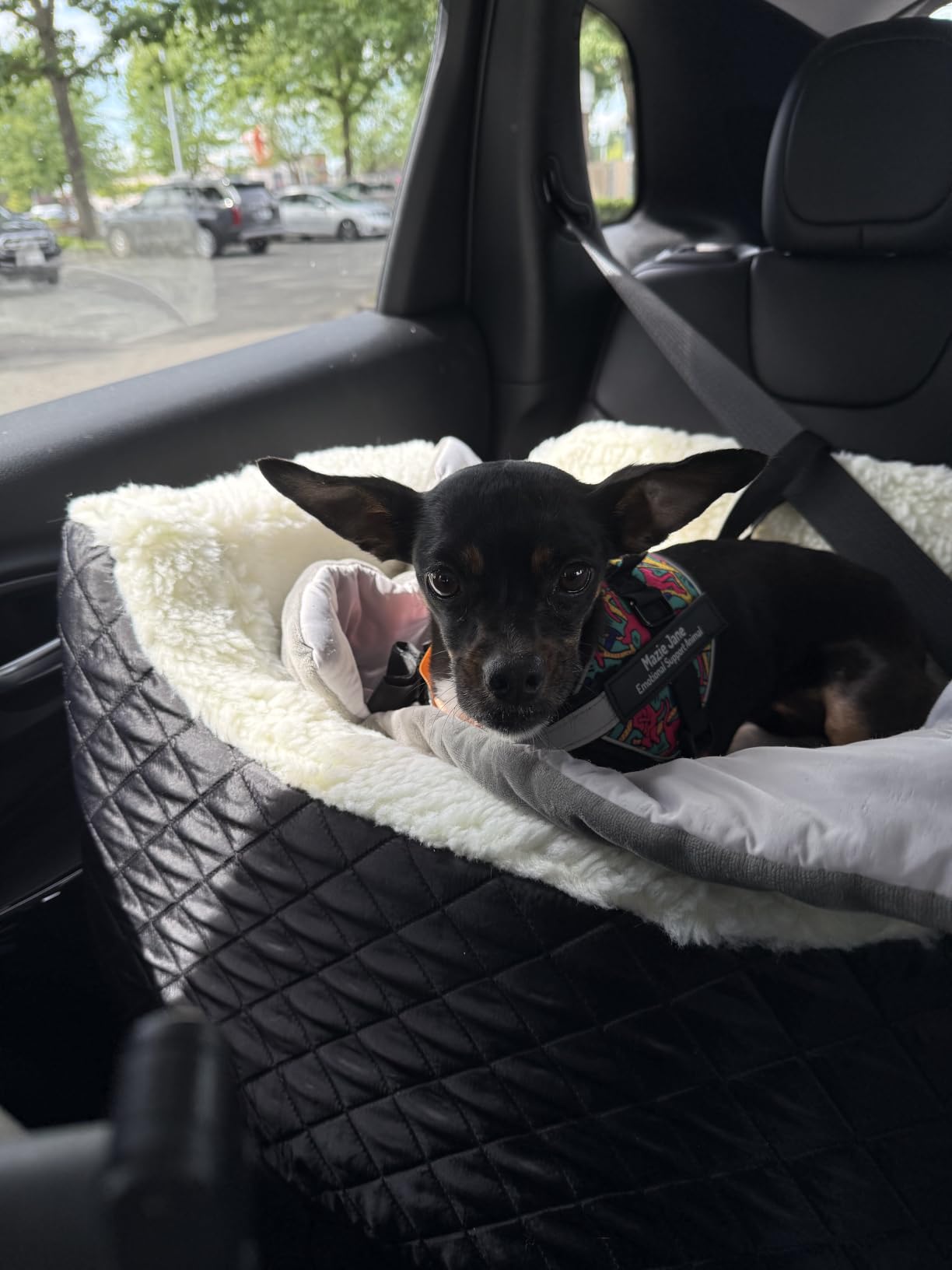 Snoozer Lookout I Car Seat - Dog Car Seats for Small Dogs, Puppy Booster Bed for Small & Medium Sized Pets Up to 25 Lbs, Elevated, Washable - Medium, Black Quilted customer photo 1