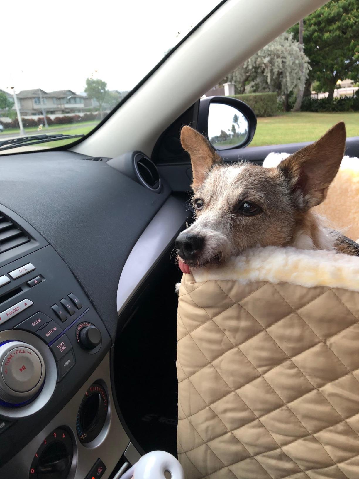 Snoozer Lookout I Car Seat - Dog Car Seats for Small Dogs, Puppy Booster Bed for Small & Medium Sized Pets Up to 25 Lbs, Elevated, Washable - Medium, Black Quilted customer photo 2