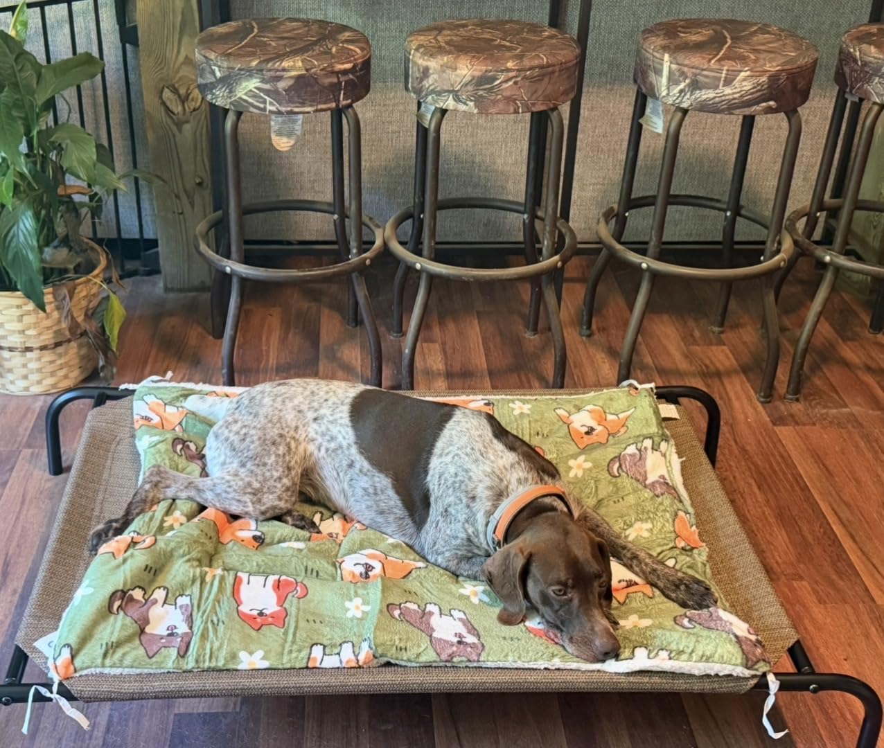 Coolaroo The Original Cooling Elevated Pet Bed, Medium, Brunswick Green customer photo 1