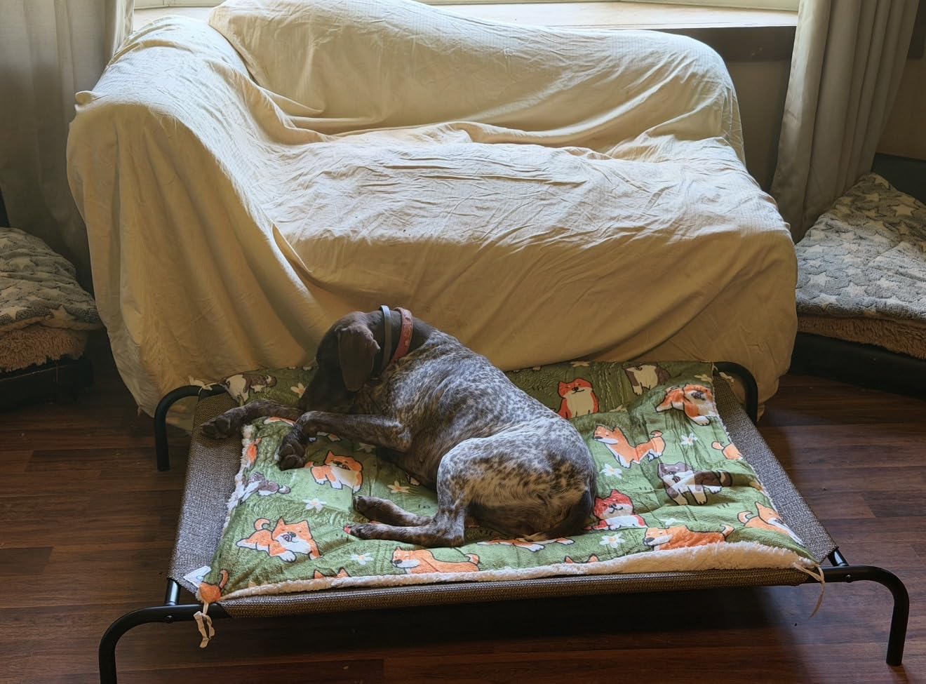 Coolaroo The Original Cooling Elevated Pet Bed, Medium, Brunswick Green customer photo 2