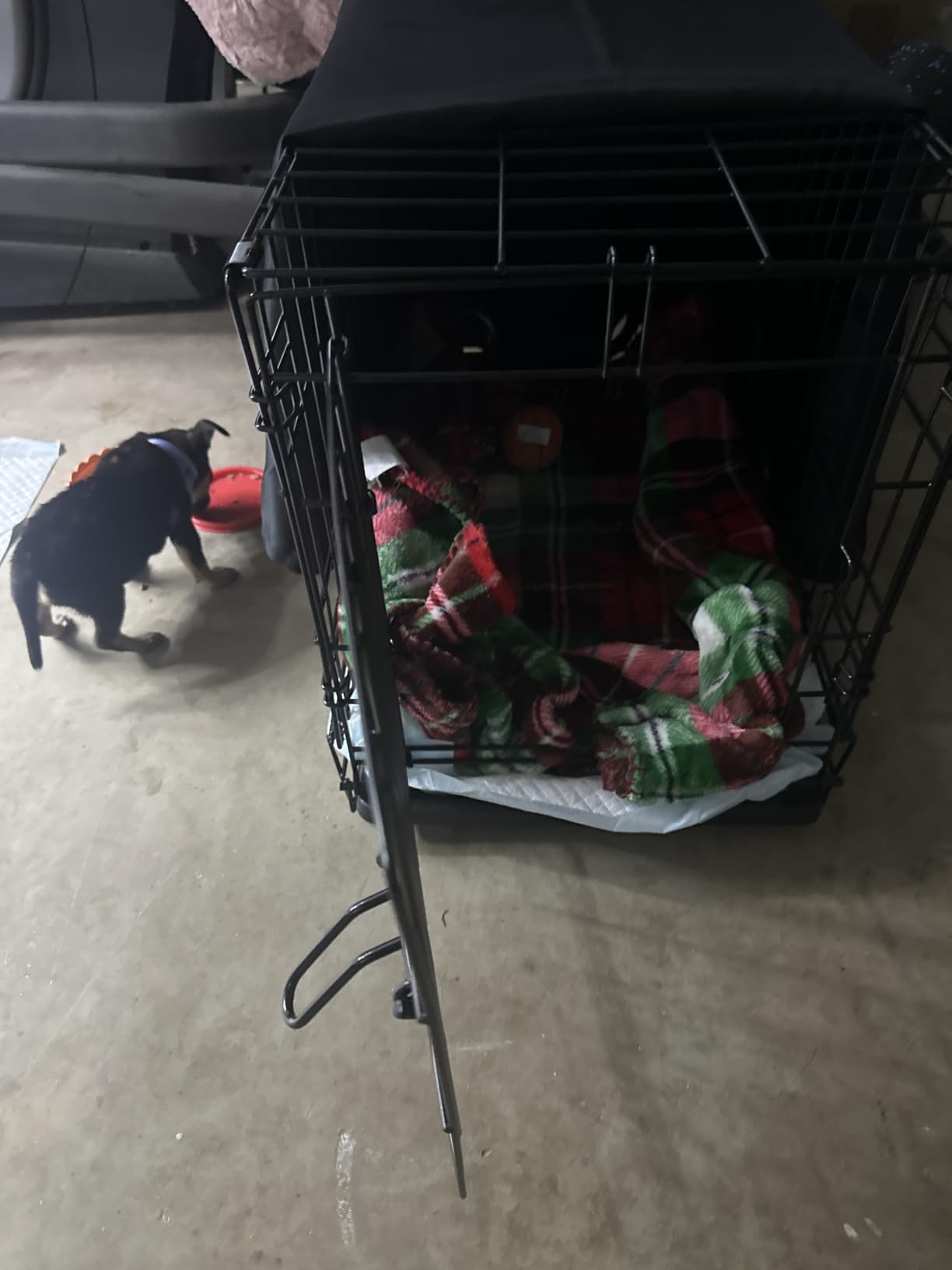 MidWest Homes for Pets 36-Inch iCrate for Medium-Large Breeds, 41-70 lbs, Single Door Folding Dog Crate with Divider Panel, Leak-Proof Tray & Secure Latches, Portable, Durable & Easy to Assemble customer photo 2