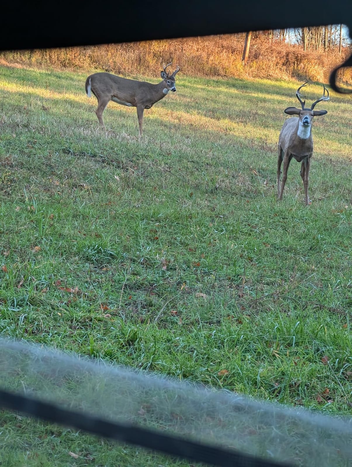 Flambeau Outdoors Boss Buck Deer Decoy Masters Series, Removable Legs, HDPE customer photo 2