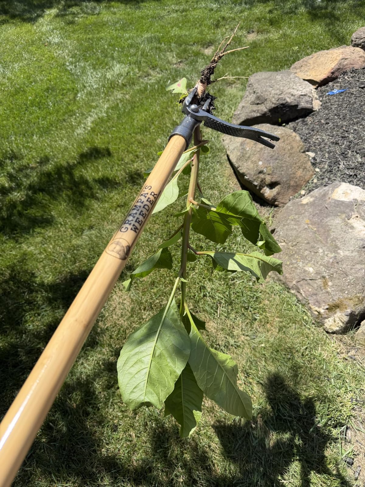 Grampa's Weeder Original Stand Up Weed Puller Tool with Bamboo Long Handle | 4-Claw Steel Head, Weeding Tool, Weed Remover Tool, Pulls Dandelions, Crabgrass & Taproots, No Bending, Saves Your Back customer photo 2