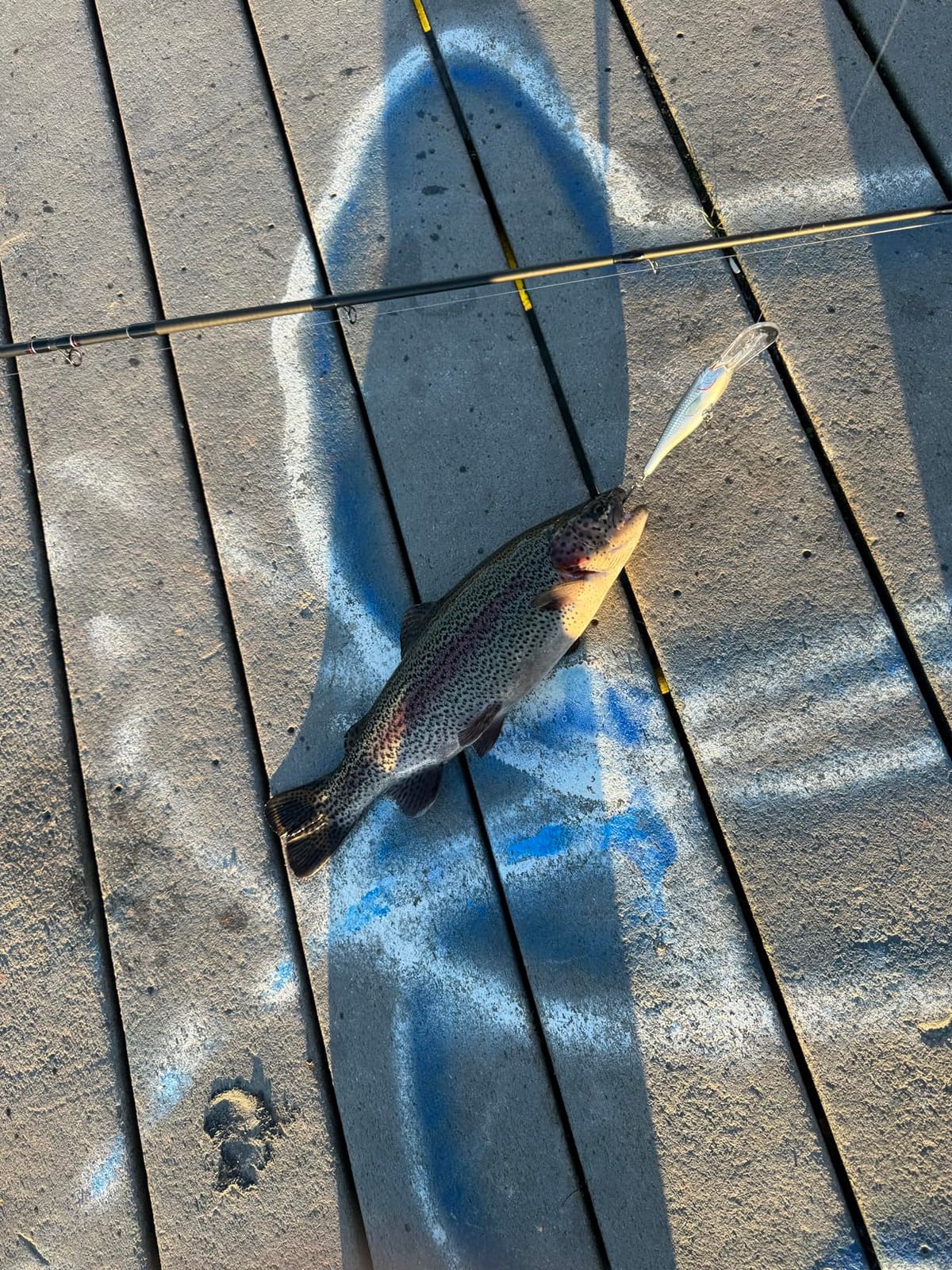Rapala Shad Rap 05 Fishing Lures customer photo 2