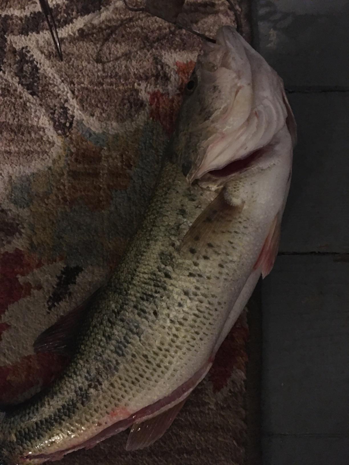 Rapala Shad Rap 07 Fishing Lures customer photo 1