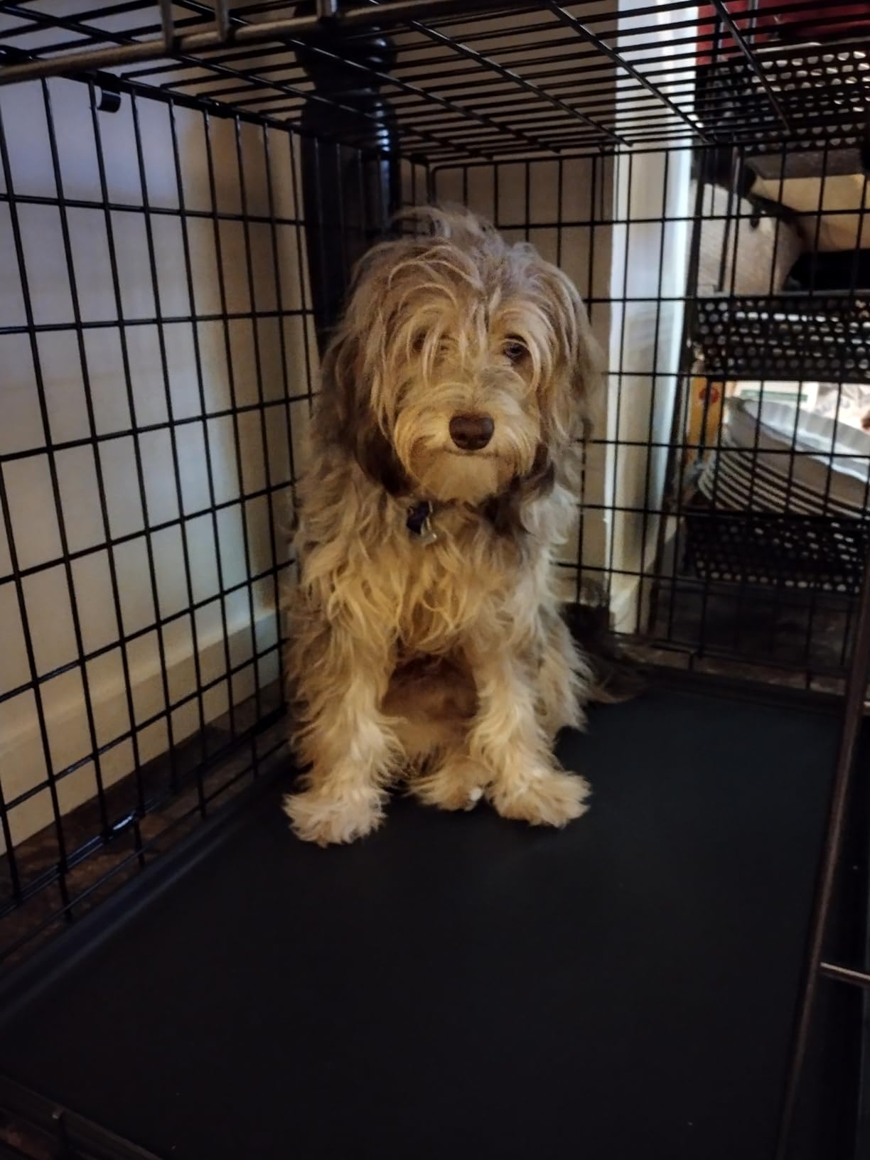 MidWest Homes for Pets Ultima Pro Heavy-Duty 42-Inch Dog Crate, Ultra-Strong Steel Double Door Pet Cage for Large Breeds, Accessories Included customer photo 2
