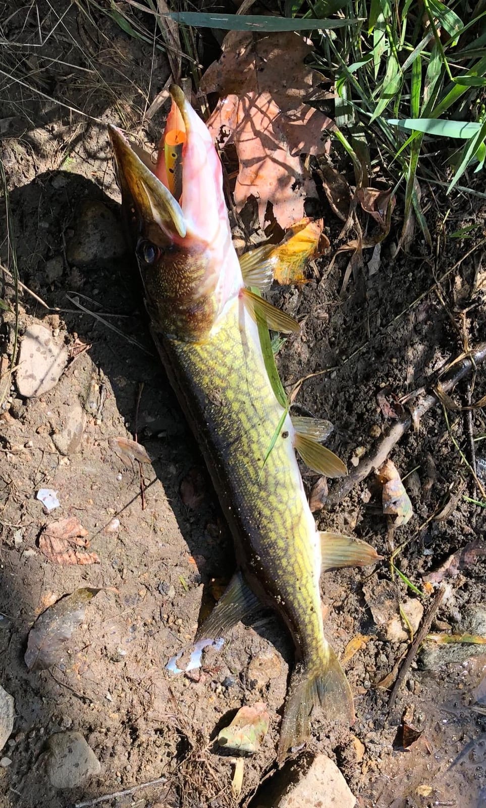 Rebel Lures Pop-R Topwater Popper Fishing Lure customer photo 1