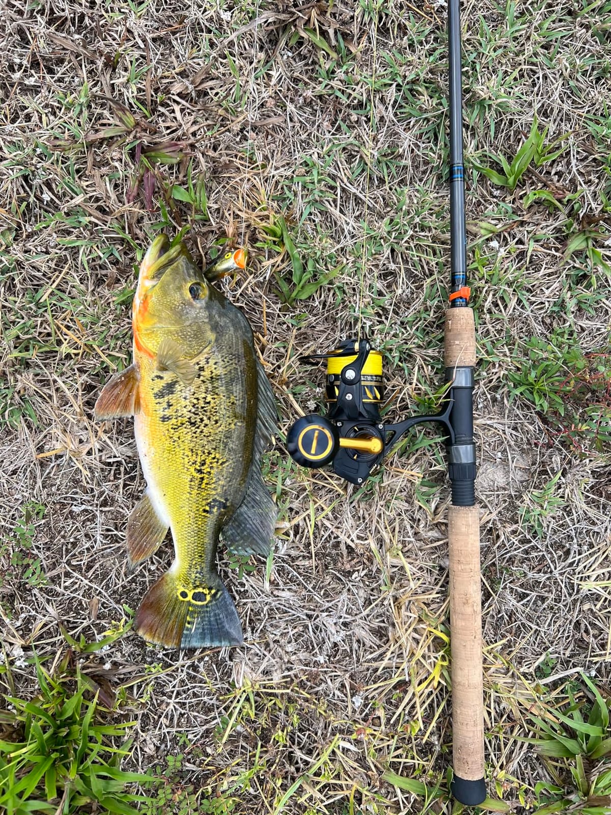 Rebel Lures Pop-R Topwater Popper Fishing Lure customer photo 2