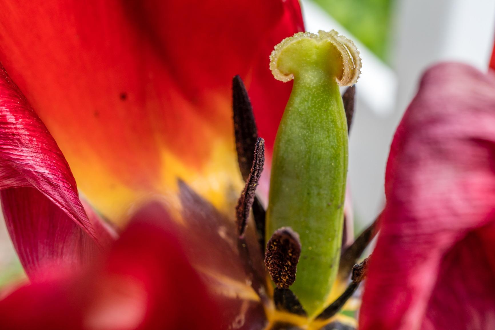 Sony SEL30M35 30mm f/3.5 e-mount Macro Fixed Lens customer photo 2