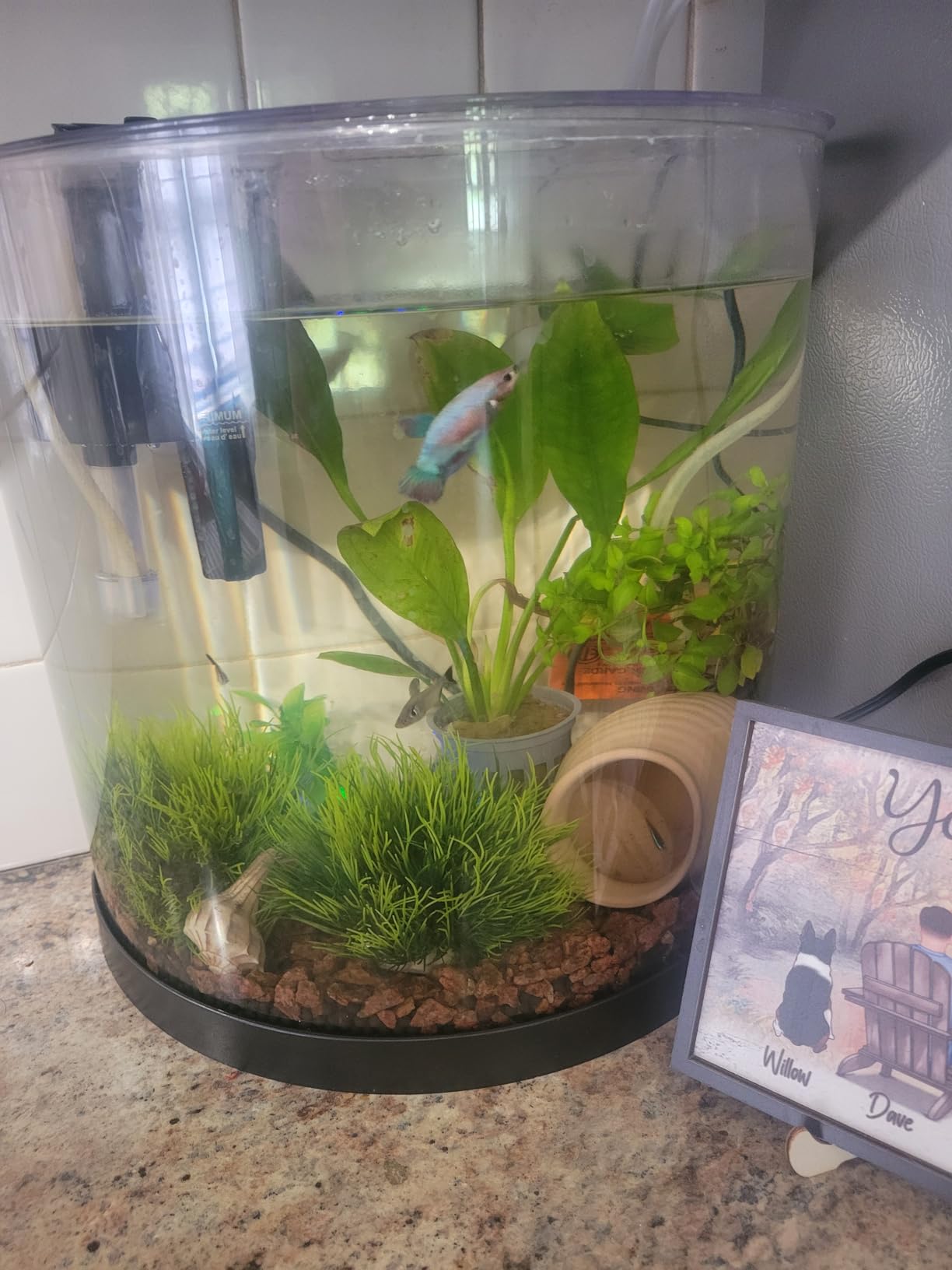 Tetra 3 Gallon Small Fish Tank, Aquarium Starter Kit, with Filter, Air pump, & Color Changing Light, Half Moon shape, for Gold Fish & Betta customer photo 1