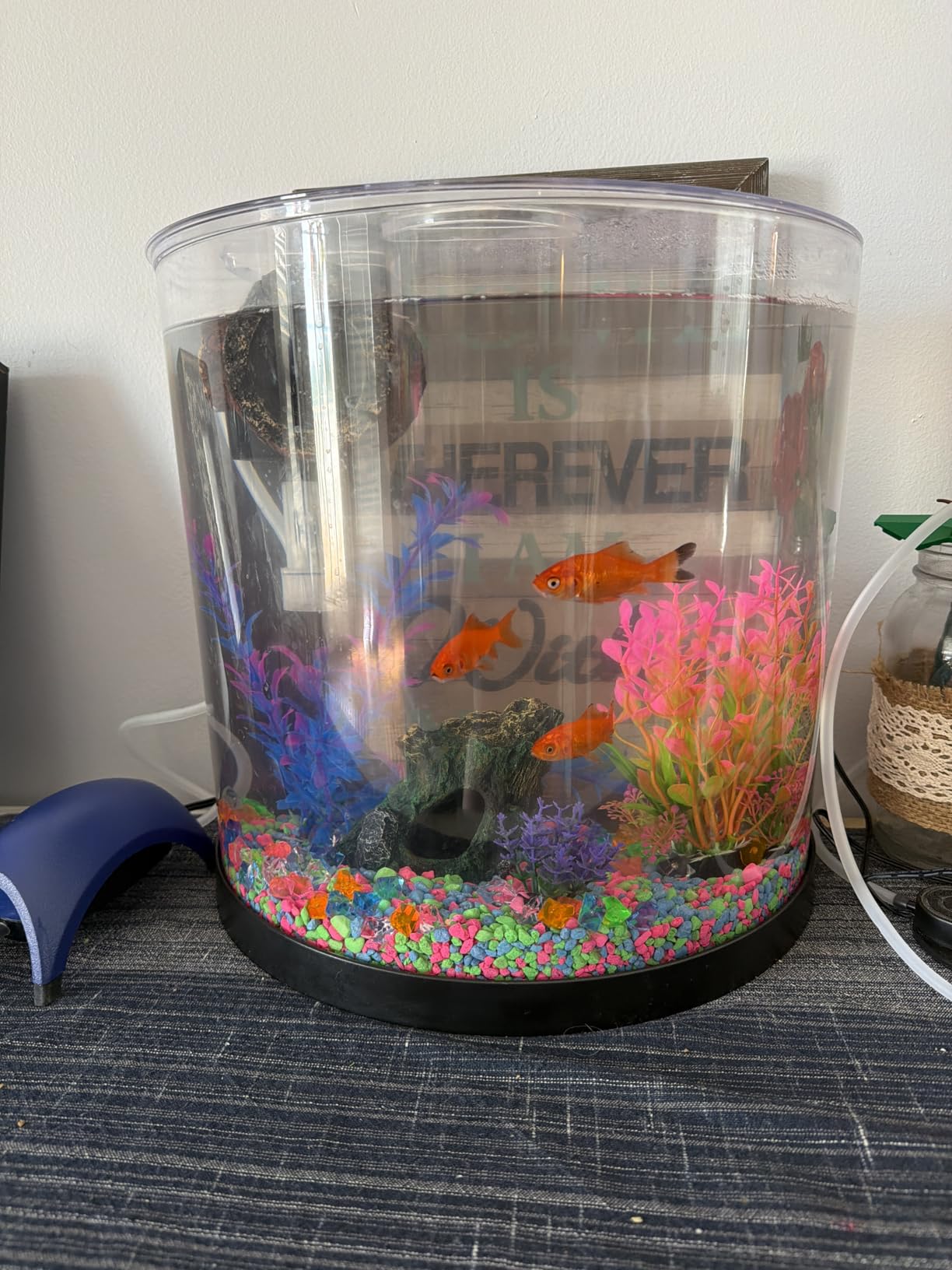 Tetra 3 Gallon Small Fish Tank, Aquarium Starter Kit, with Filter, Air pump, & Color Changing Light, Half Moon shape, for Gold Fish & Betta customer photo 2