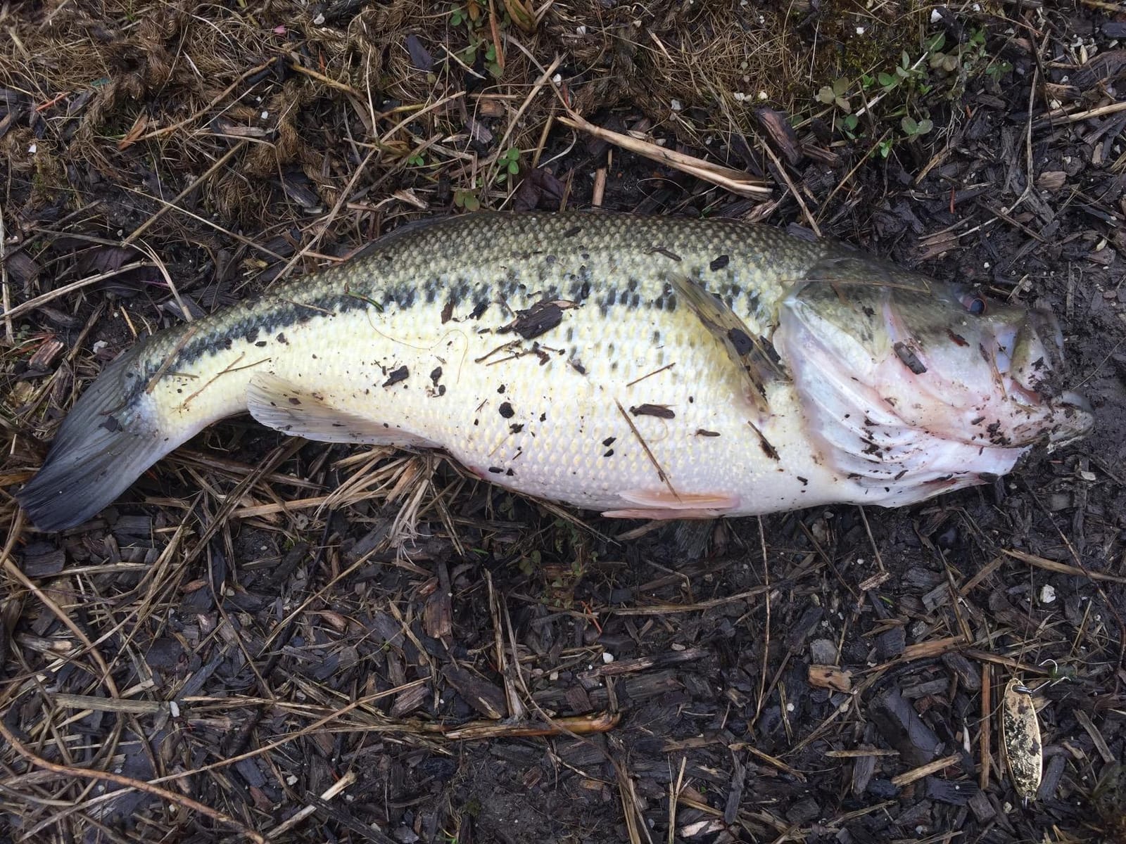 Booyah Pad Crasher Topwater Bass Fishing Hollow Body Frog Lure with Weedless Hooks customer photo 1