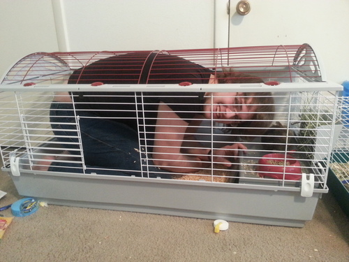 Living World - Deluxe Hybrid Habitat, X-Large | Rabbit, Guinea Pig, Chinchillas, and Small Animal Cage customer photo 1