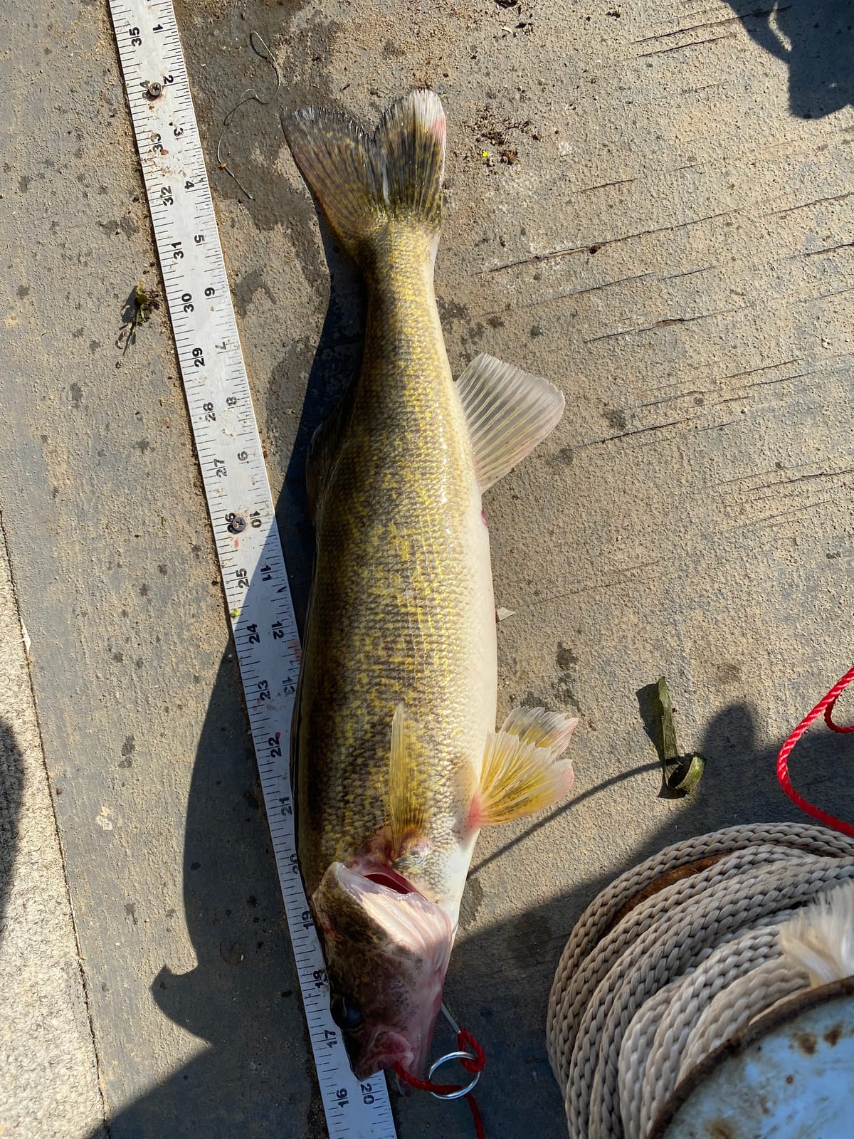 Cotton Cordell Wally Diver Walleye Crankbait Fishing Lure customer photo 2