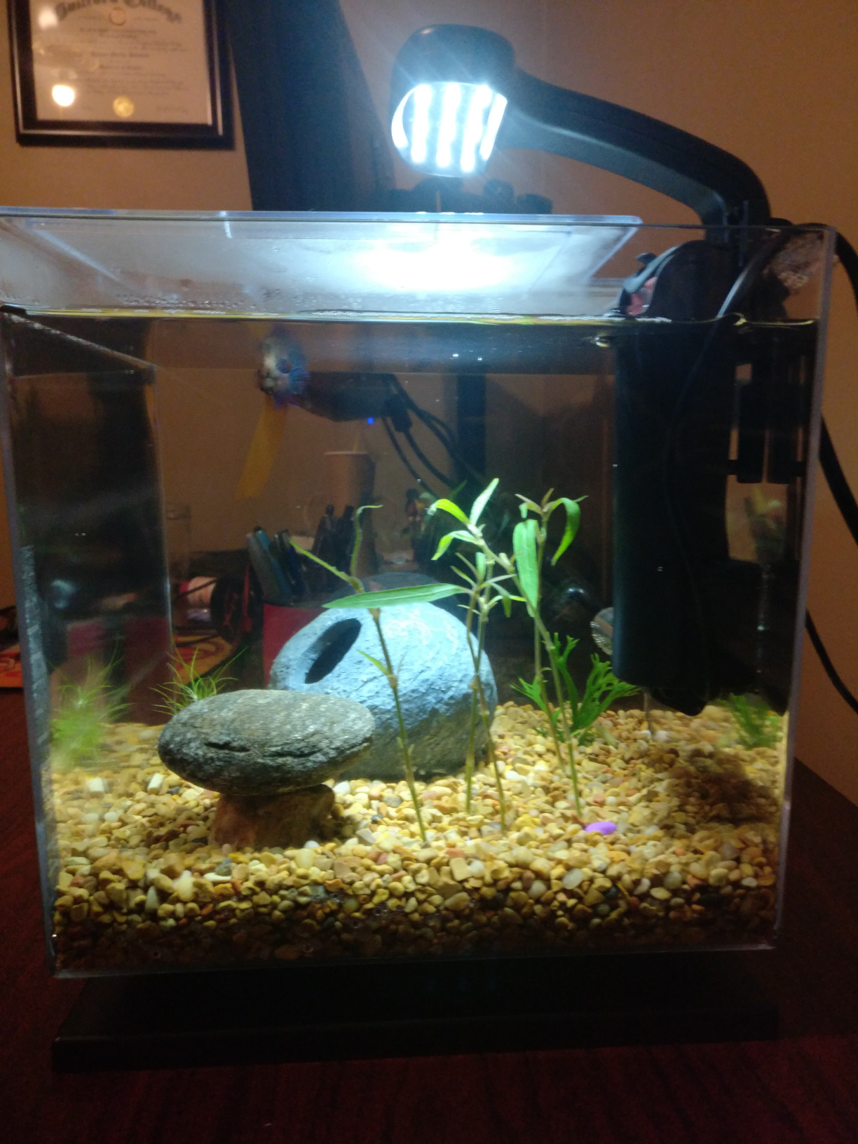Tetra 3 Gallon Fish Tank, Aquarium Starter Kit with Pedestal Base, LED Light and Filter, For small tropical fish, guppies, goldfish, or betta customer photo 1