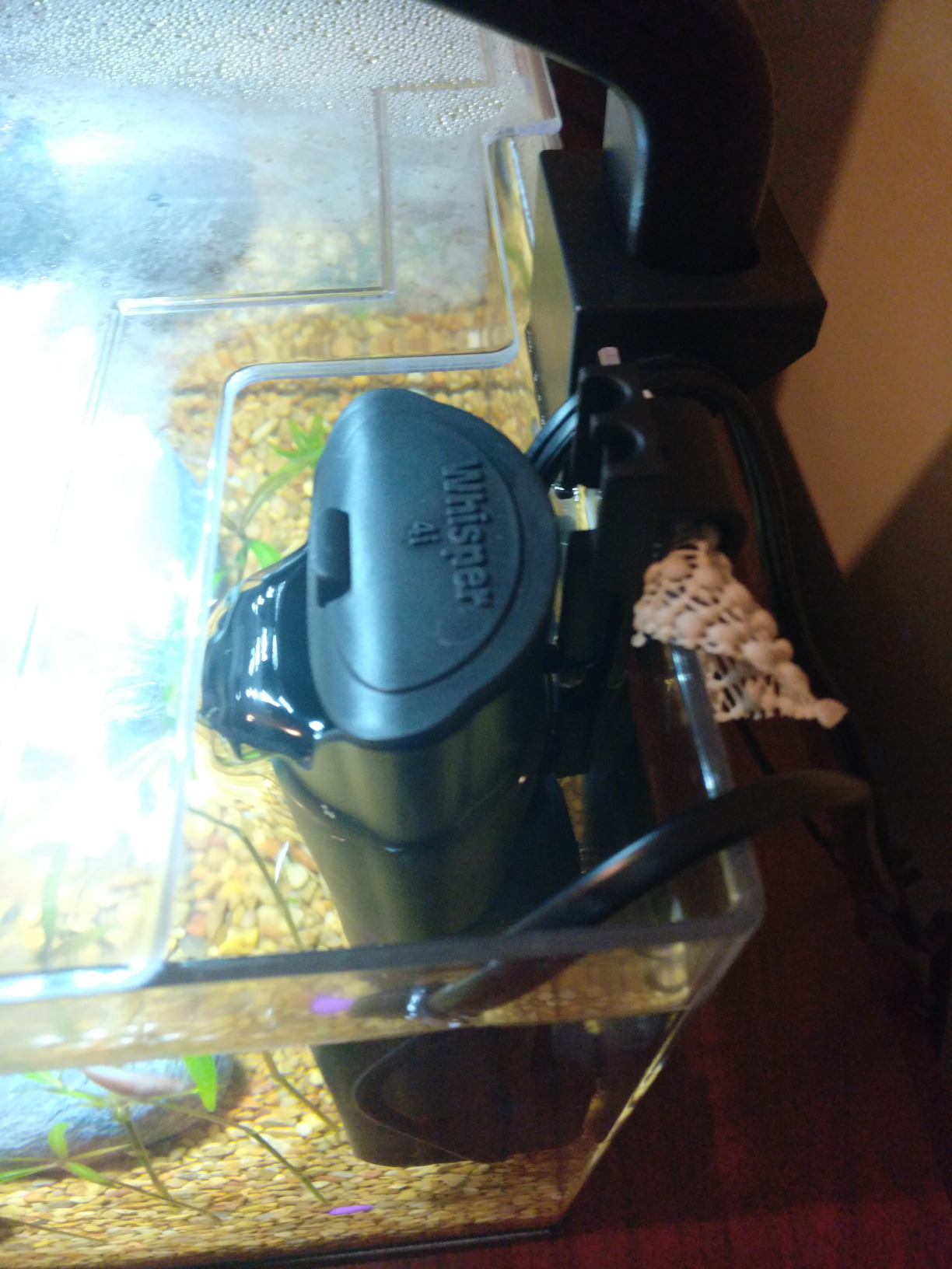 Tetra 3 Gallon Fish Tank, Aquarium Starter Kit with Pedestal Base, LED Light and Filter, For small tropical fish, guppies, goldfish, or betta customer photo 2