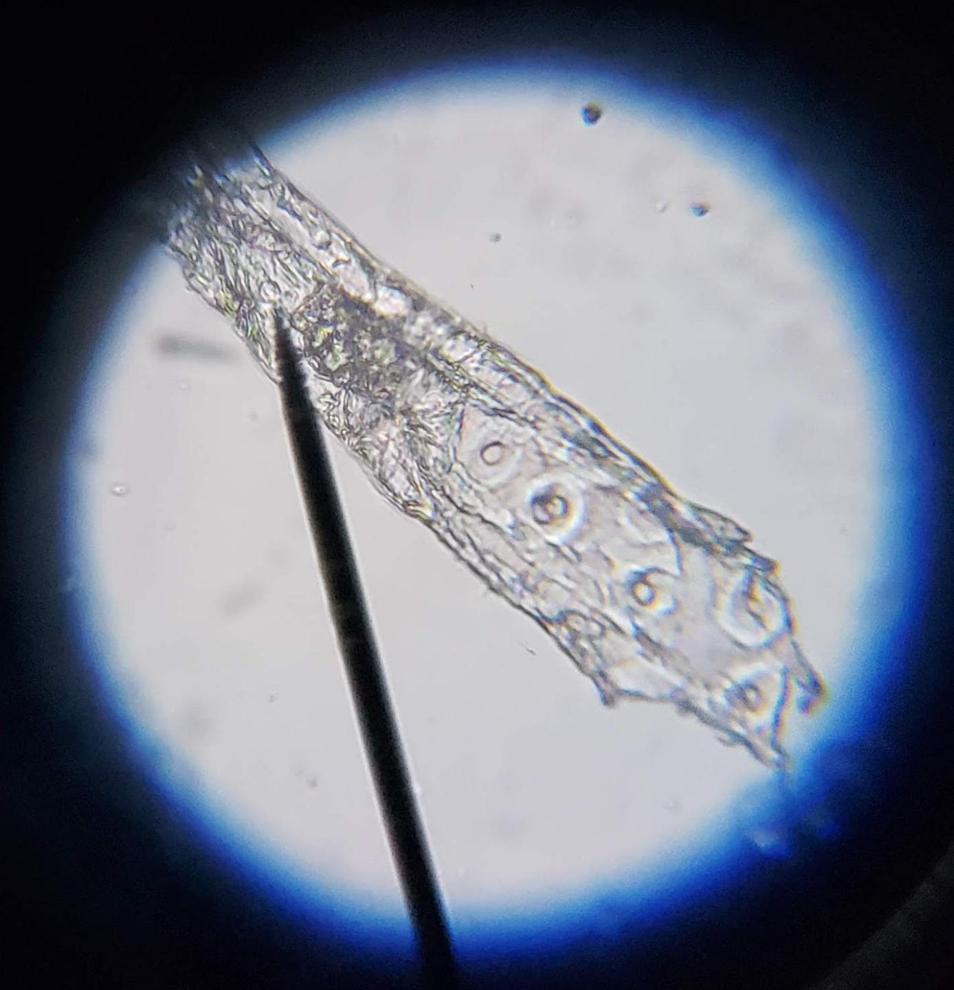 AmScope M150C 1000X All-Metal Optical Glass Lenses Cordless LED Compound Biological Microscope customer photo 1