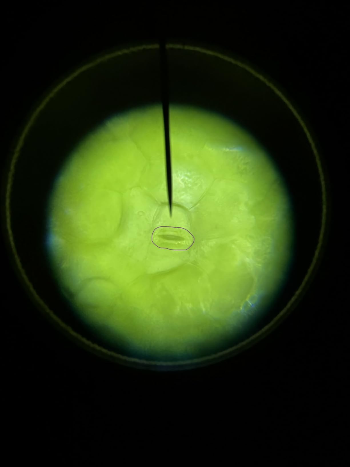 AmScope M150C 1000X All-Metal Optical Glass Lenses Cordless LED Compound Biological Microscope customer photo 2