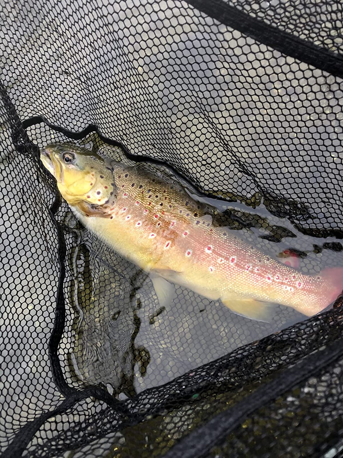 Trout Magnet E-Z Trout Floats - 36 Easy to Adjust Slotted Fishing Bobbers - Freshwater and Saltwater Teardrop Fishing Strike Indicators - Made in The USA by Leland's Lures - Ultra-Responsive Floats customer photo 2