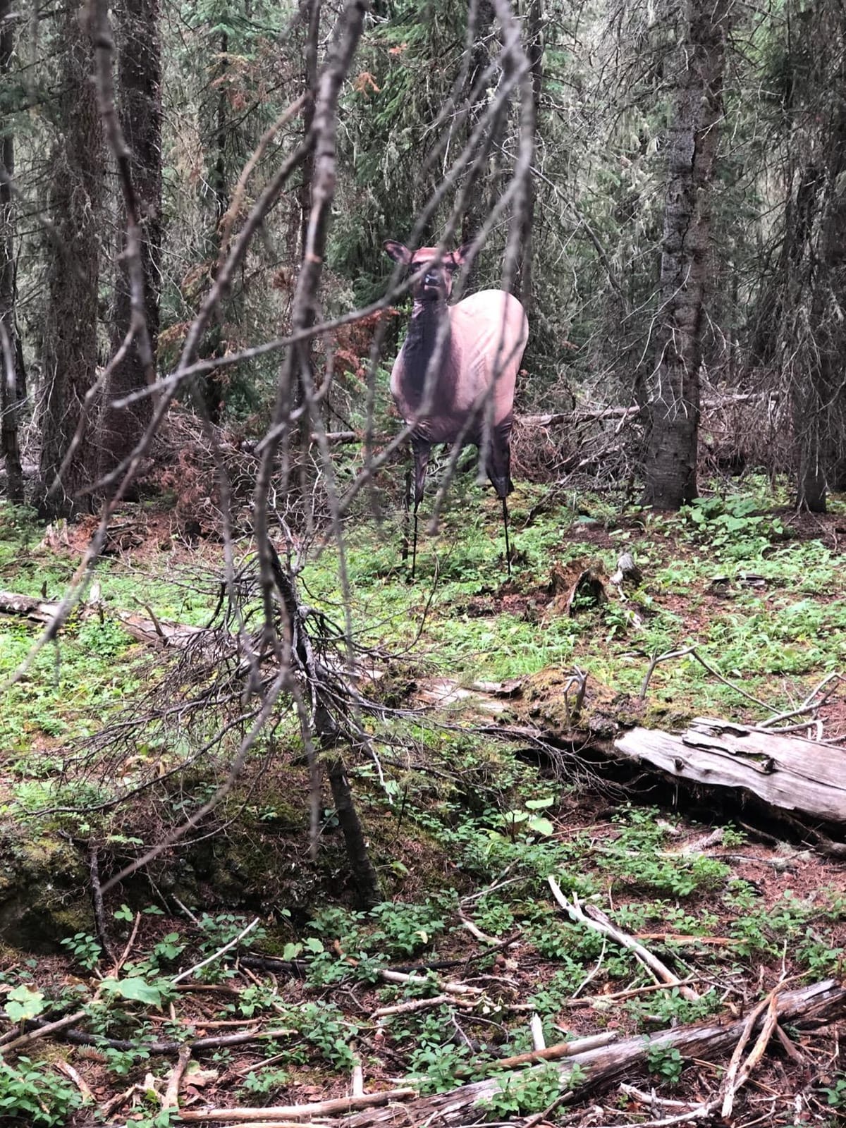 Montana Decoy Eichler Elk Decoy customer photo 1