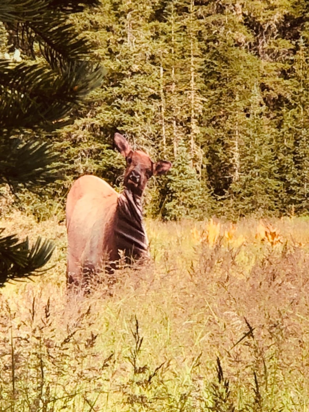 Montana Decoy Eichler Elk Decoy customer photo 2