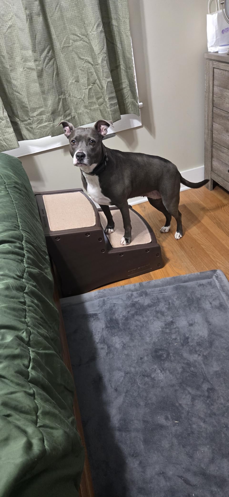 Pet Gear Easy Step II Extra Wide Pet Stairs, 2 Step for Dogs/Cats Up To 200 Pounds, Removable/Washable Carpet, Easy Assembly (No Tools Required), 3 Colors customer photo 1