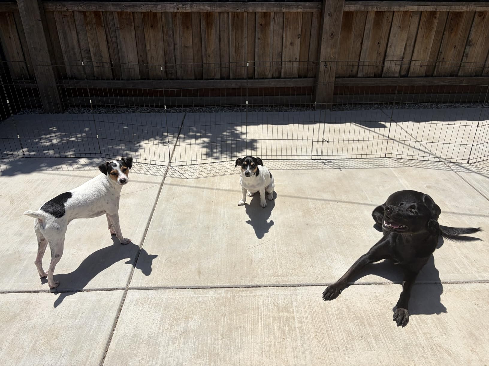 Dog Playpen - Foldable Metal Exercise Puppy Play Pen with 8 24x30in Panels - Indoor/Outdoor Pen with Door for Dogs, Cats or Small Animals by PETMAKER customer photo 1