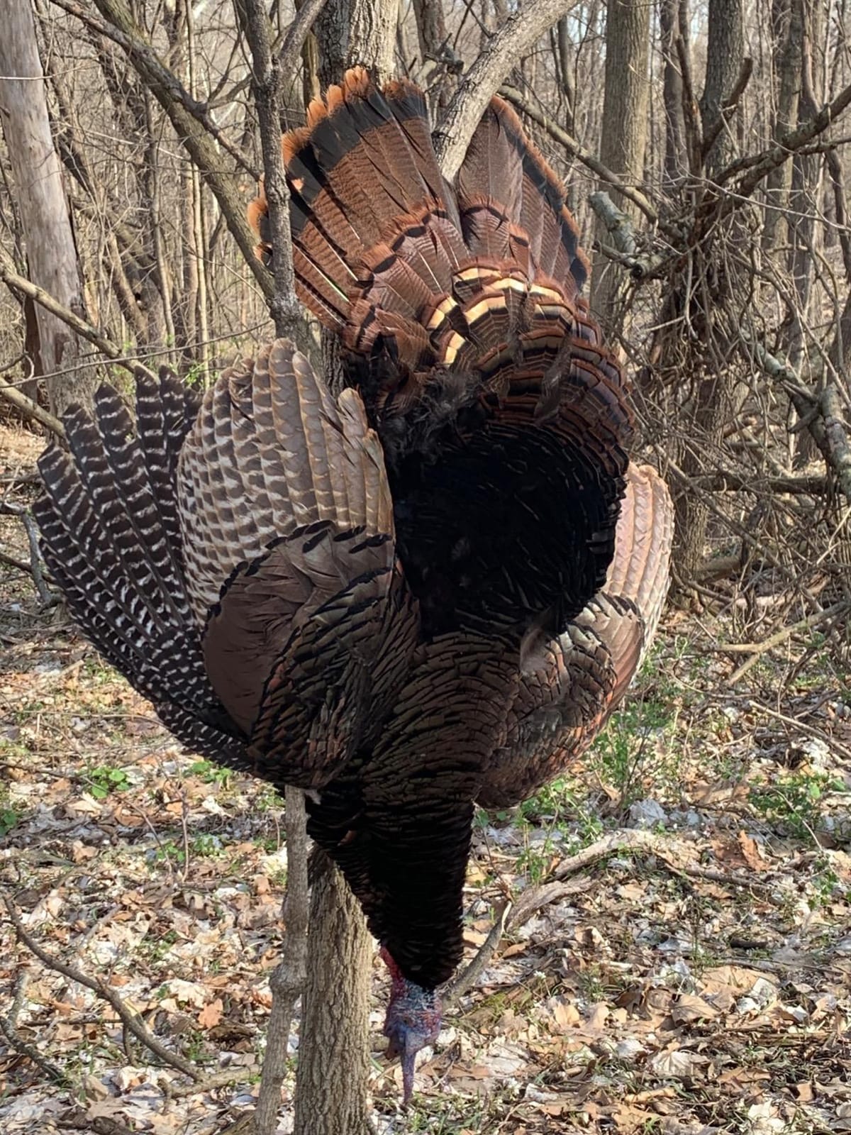 Avian X LCD Breeder Hen Turkey Decoy customer photo 1