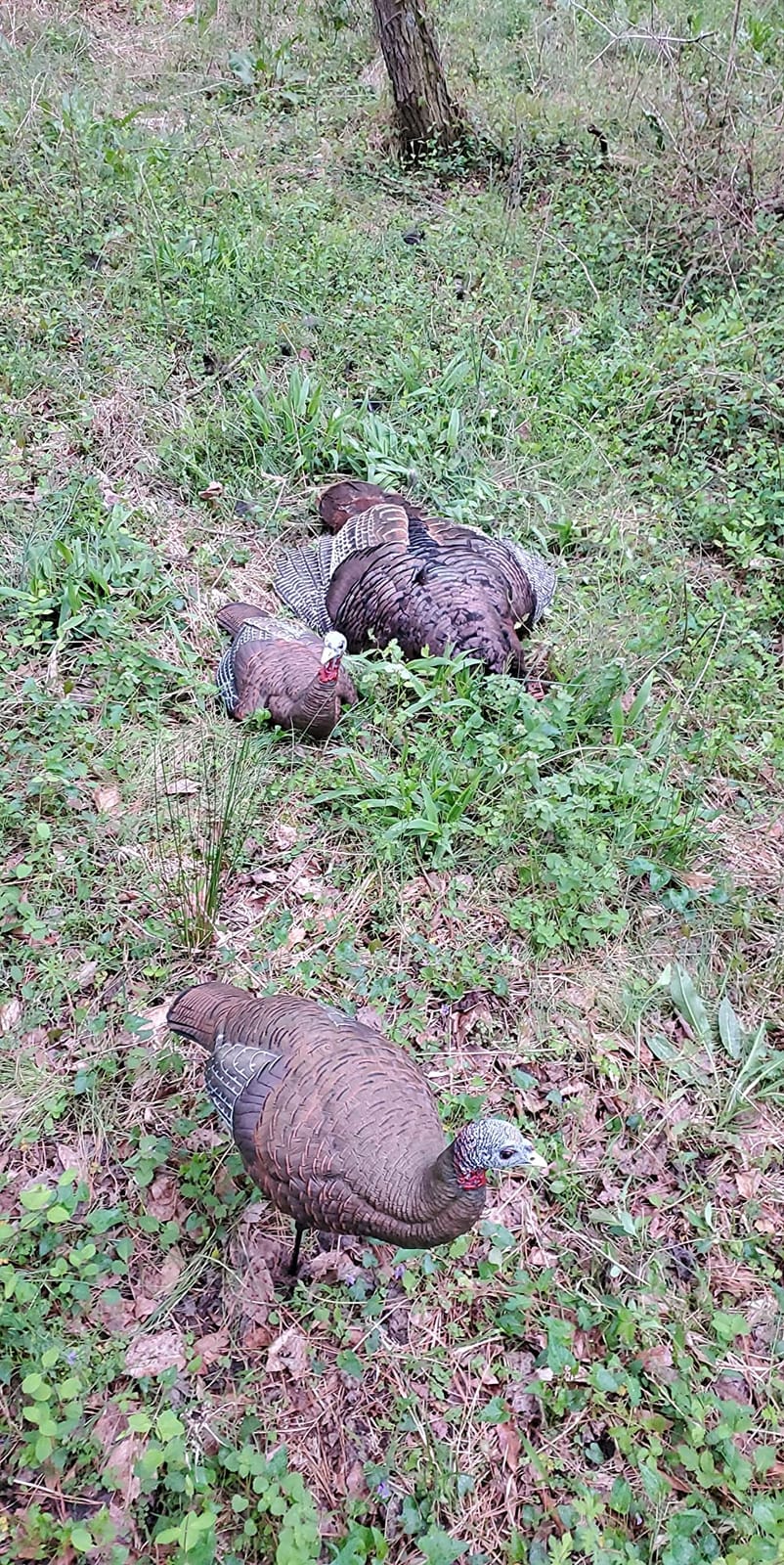 Avian X LCD Breeder Hen Turkey Decoy customer photo 2