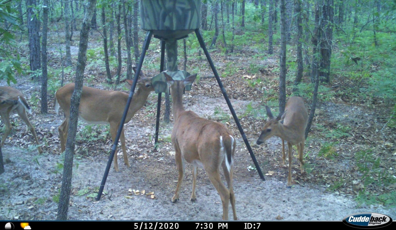 Wildgame Innovations Quick-Set 270 lb Game Feeder | Durable tripod Corn/Pellet hunting feeder, digital timer, 1-4 available feed times & 30-feet radius customer photo 1
