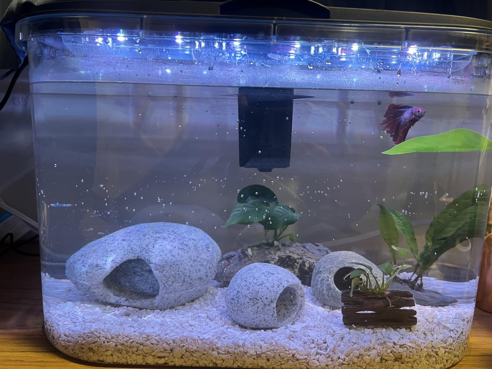 Koller Products 5-Gallon Aquarium Kit with LED Lighting and Power Filter, Ideal for a Variety of Tropical Fish customer photo 2