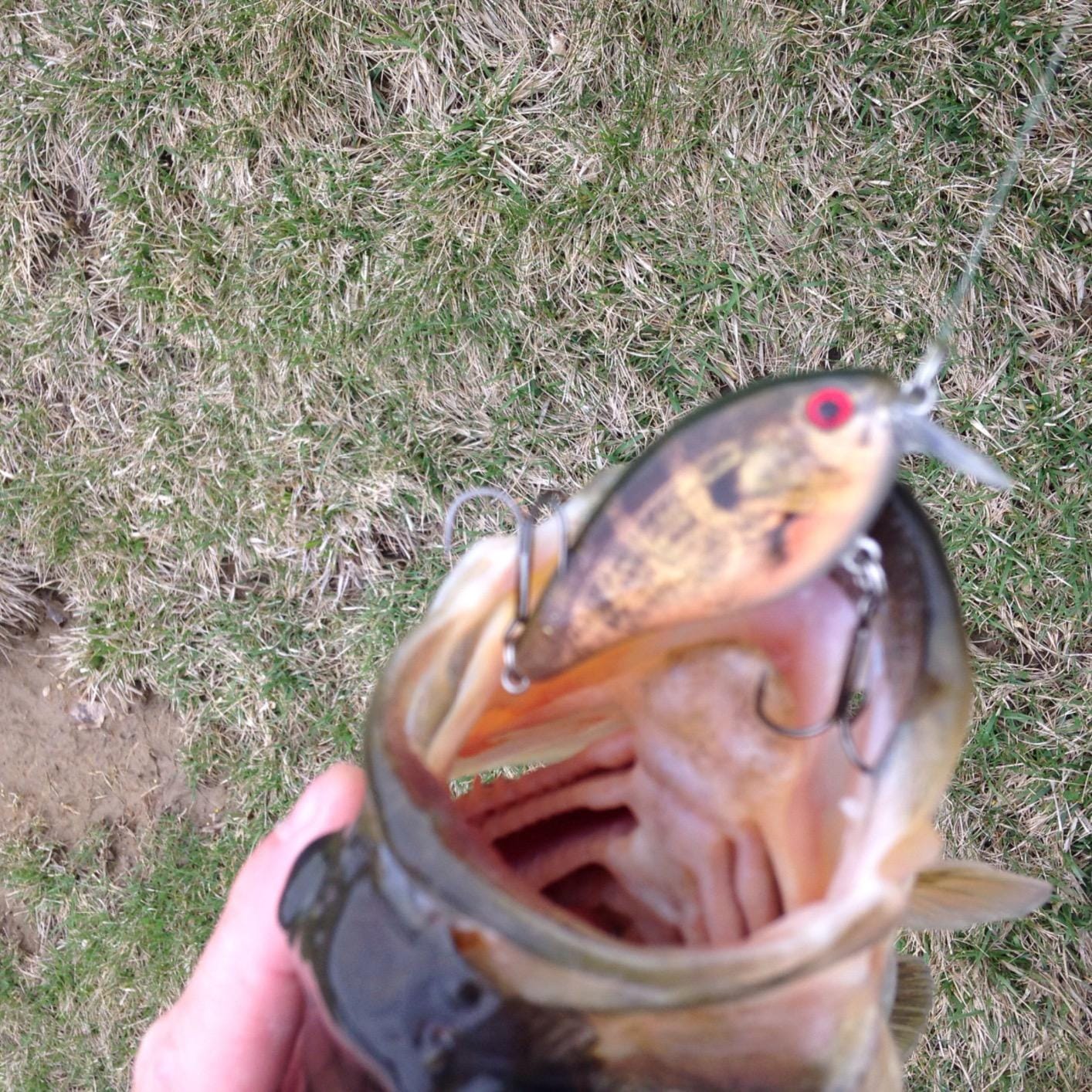 Strike King KVD 1.5 Shallow Square Bill Crankbait customer photo 2