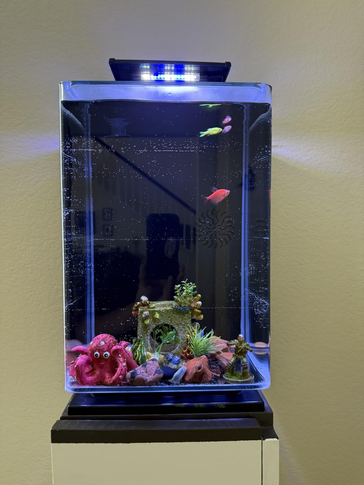 Marineland Portrait Glass LED Aquarium Kit, 5 Gallons, Hidden Filtration, Black customer photo 2