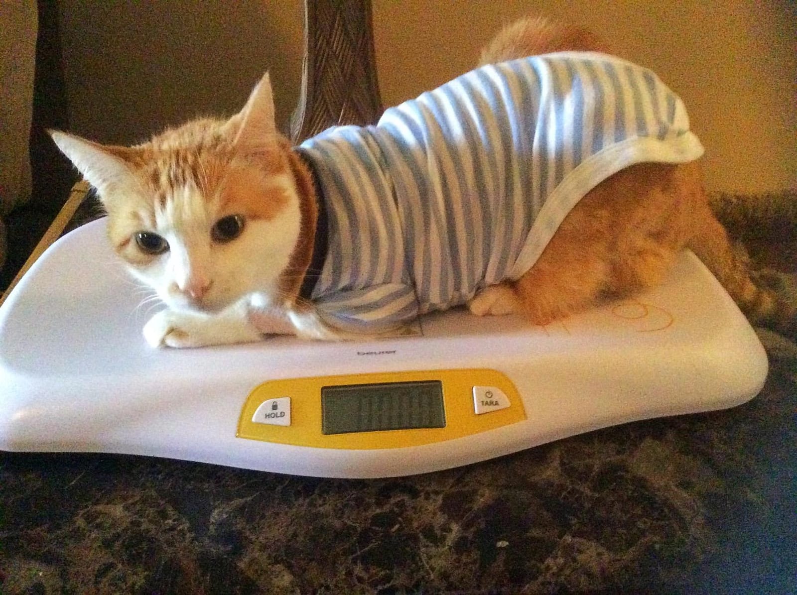 Beurer BY80 Digital Baby Scale, Infant Scale for Weighing in Pounds, Ounces, or Kilograms up to 44 lbs with Hold Function, Pet Scale for Cats and Dogs Analysis customer photo 1