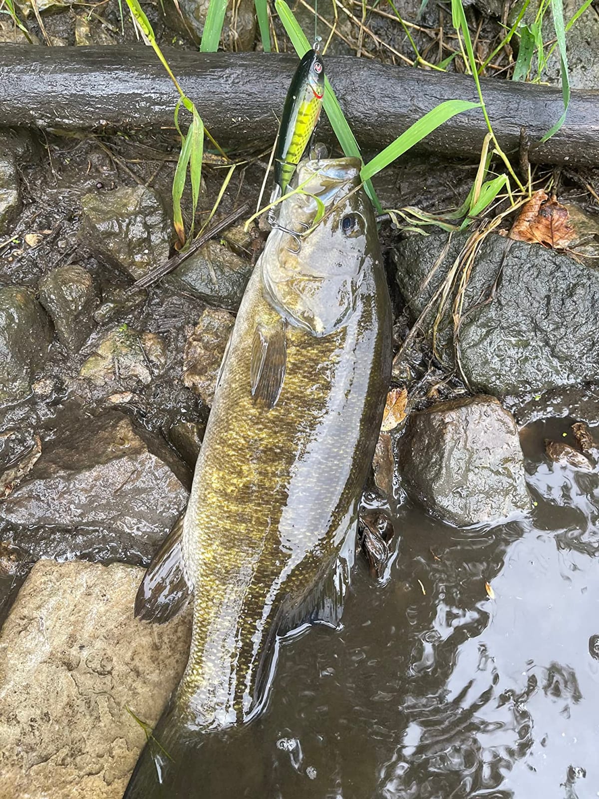 River2Sea River 2 Sea Wpl 90 Whopper Plopper customer photo 2