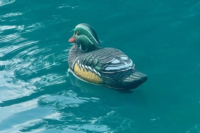 Higdon Outdoors Standard Wood Duck Floater Decoys, Foam-Filled, 6 Pack customer photo 1