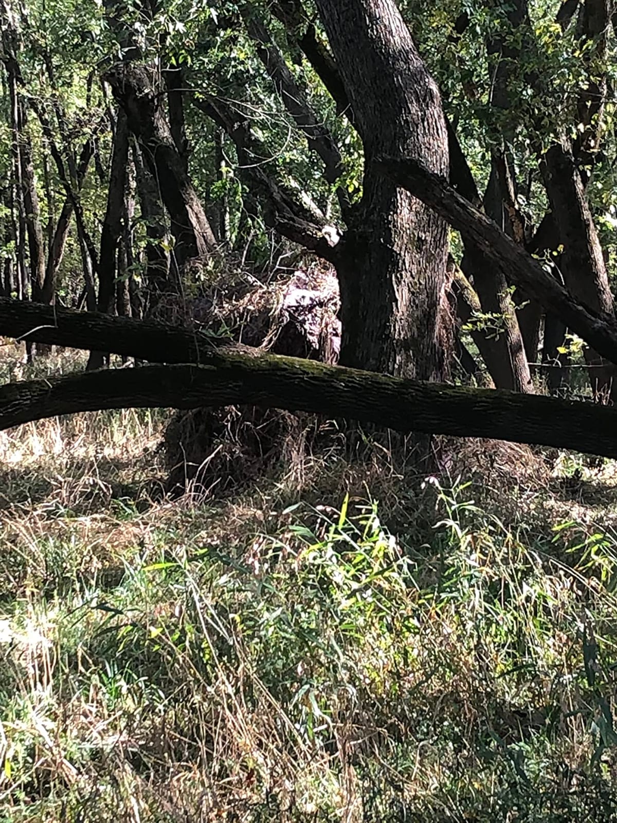 Muddy VS360 Ground Blind, 2-Person Hunting Blind with Vertical Shoot-Through Windows customer photo 1